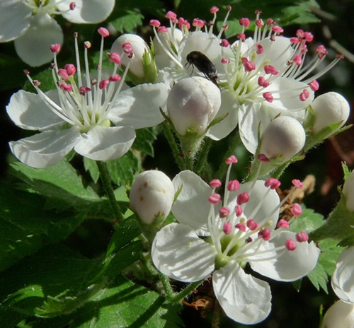 {Crataegus marshallii}